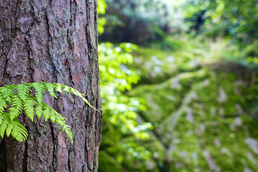 bark-tree